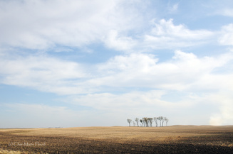 The Homestead