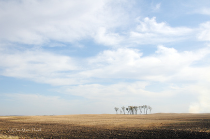 The Homestead