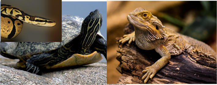 Reptiles at the Library event