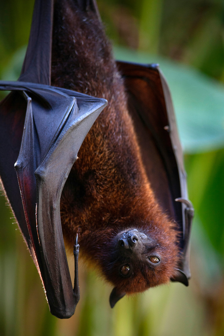 Bat hanging upside down