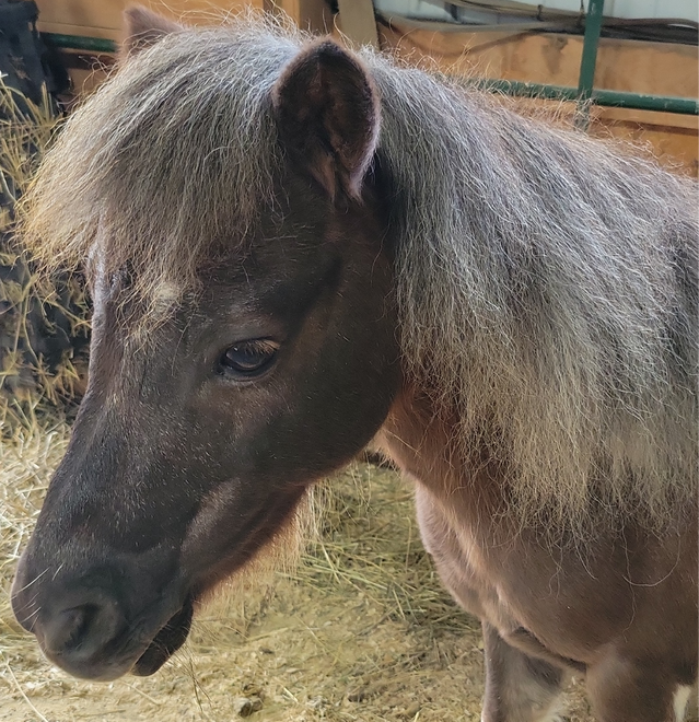 Comet the mini horse