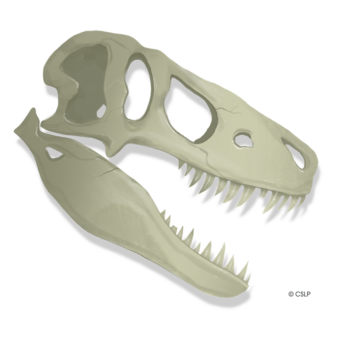 Dinosaur skull