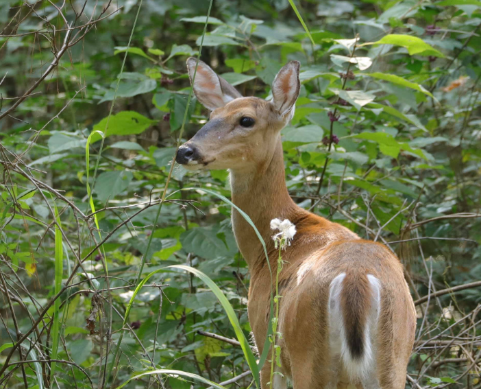 A female deer stands in brush.