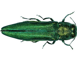 Emerald ash borer