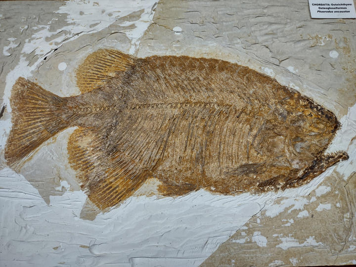 Fish Fossil