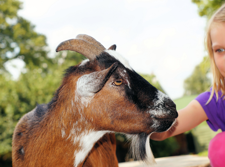 Petting zoo 2
