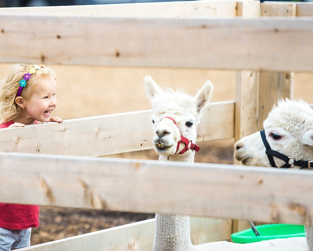 Petting zoo