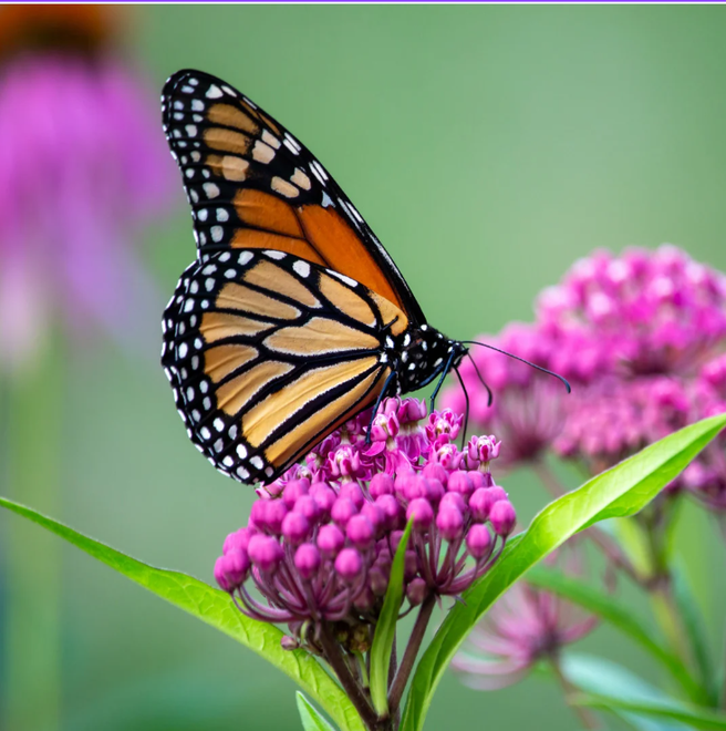 Monarch Butterfly Pollinators graphic