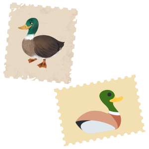 Duck stamps