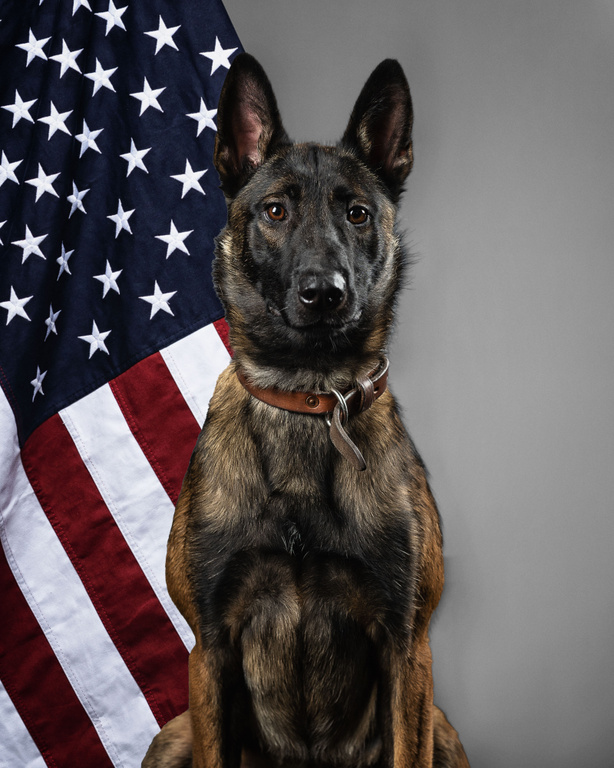 K9 best sale for dogs