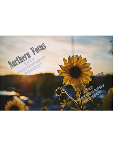 Northern Focus 2022 – "Sun The Flower" by Blakely