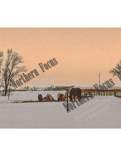Northern Focus 2022 – "Rural Winter Horses" by Gilmour