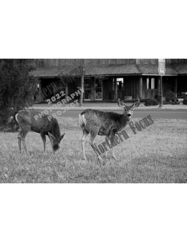 Northern Focus 2022 – "Deer in Medora" by Jennison