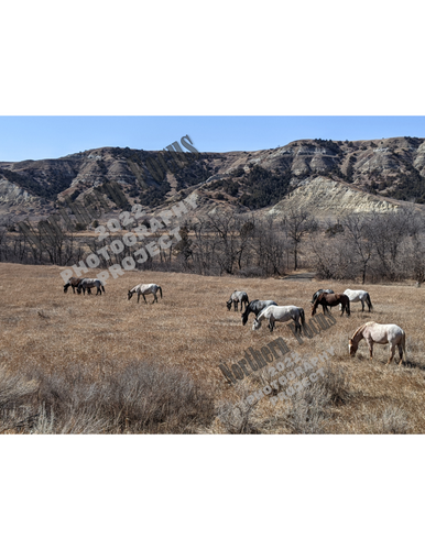 Northern Focus 2022 – "Wild Horses" by Jennison